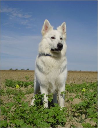 Weißer Schweizer Schäferhund