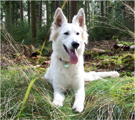 Weißer Schweizer Schäferhund
