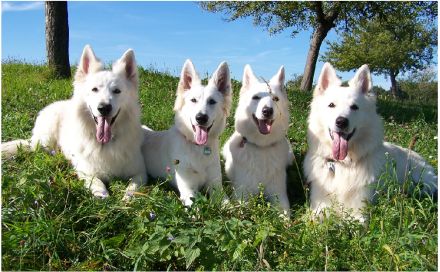 Weißer Schweizer Schäferhund