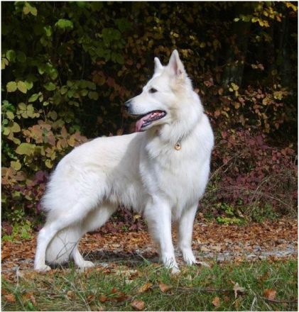Weißer Schweizer Schäferhund