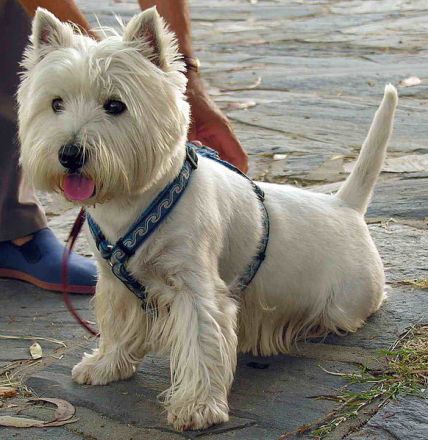 West Highland White Terrier