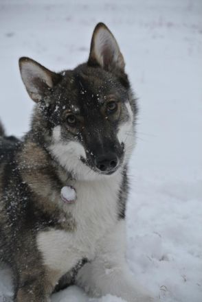 Westsibirischer Laika