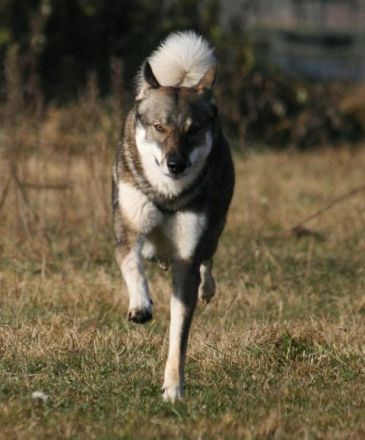 Westsibirischer Laika