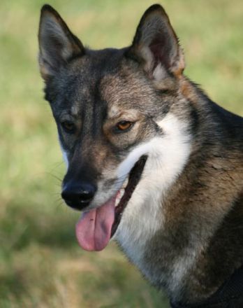 Westsibirischer Laika