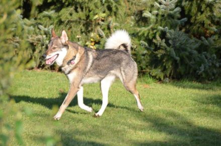 Westsibirischer Laika