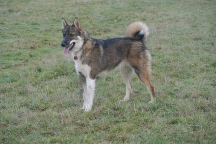 Westsibirischer Laika