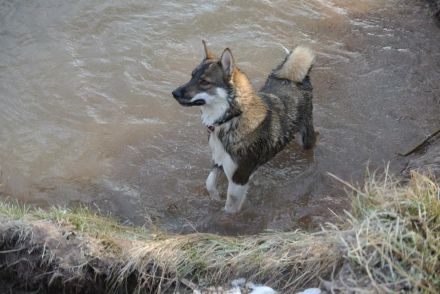 Westsibirischer Laika