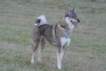 Westsibirischer Laika