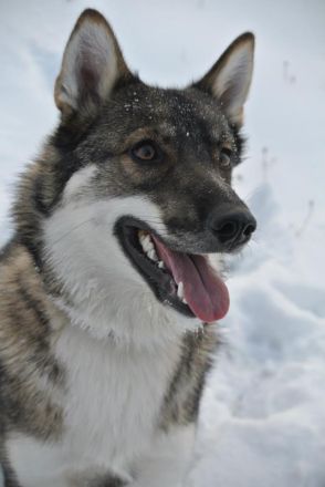 Westsibirischer Laika