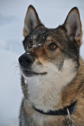 Westsibirischer Laika