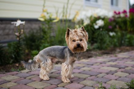 Yorkshire Terrier