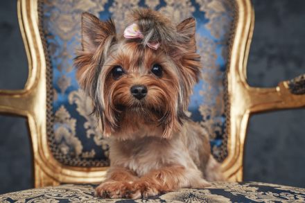 Yorkshire Terrier