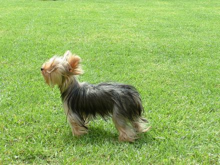 Yorkshire Terrier