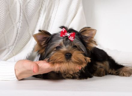 Yorkshire Terrier