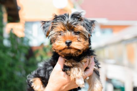 Yorkshire Terrier