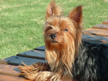 Yorkshire Terrier