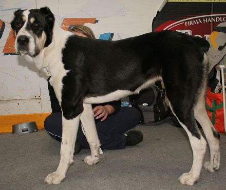 Zentralasiatischer Owtscharka