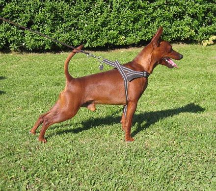 Zwergpinscher