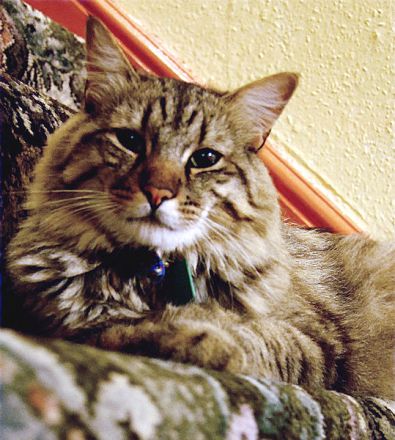 American Bobtail Longhair