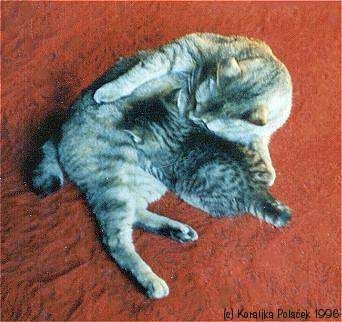 American Bobtail Shorthair