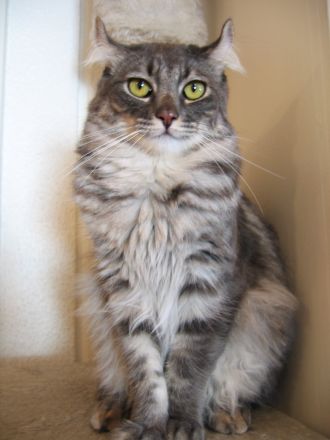 American Curl Longhair