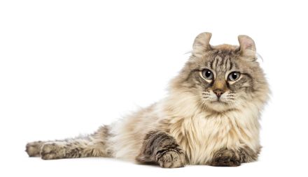 American Curl Longhair