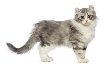 American Curl Longhair
