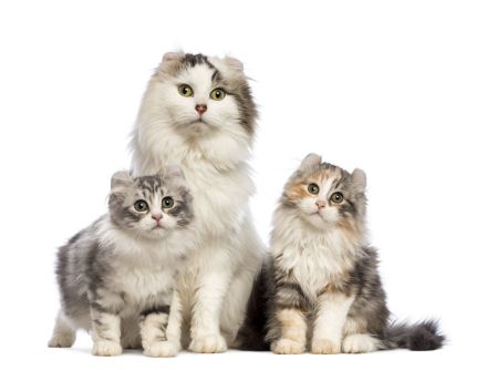 American Curl Longhair