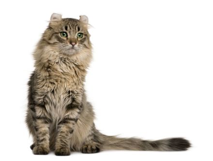 American Curl Shorthair
