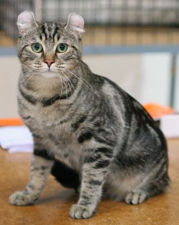 American Curl Shorthair