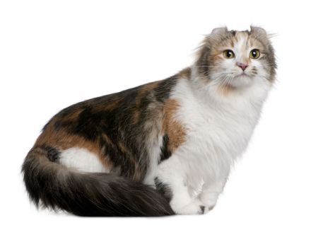 American Curl Shorthair