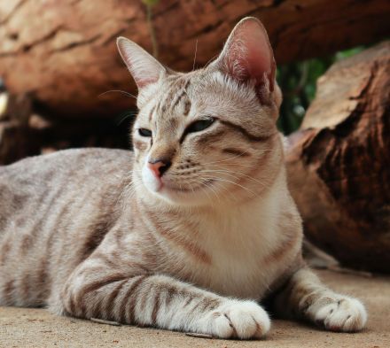 American Shorthair