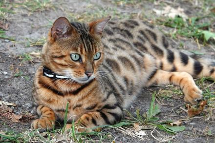 Bengal