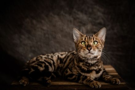 Bengal