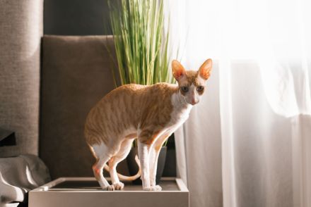 Cornish Rex