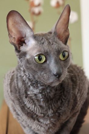 Cornish Rex