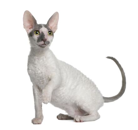 Cornish Rex