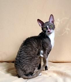 Cornish Rex