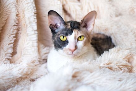 Cornish Rex