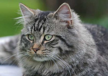 Deutsche Langhaarkatze