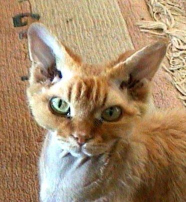 Devon Rex