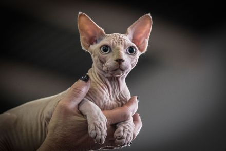 Don Sphynx