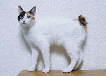 Japanese Bobtail Longhair