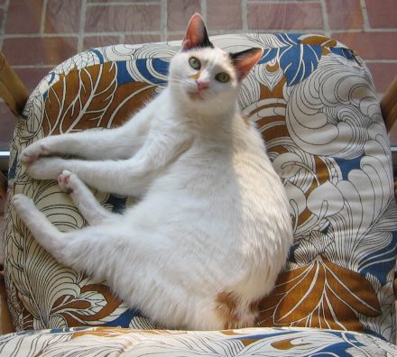 Japanese Bobtail Longhair