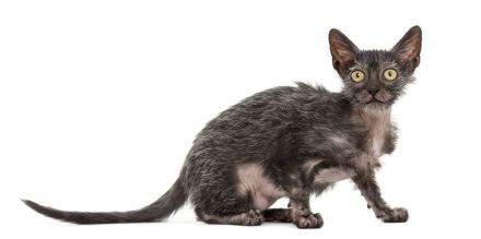 Lykoi