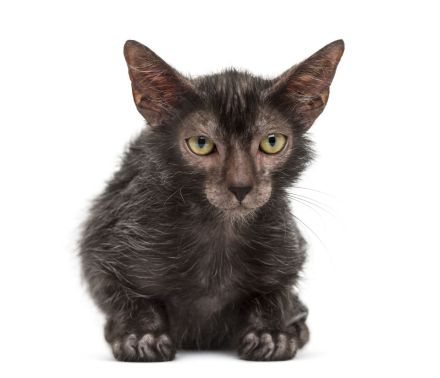 Lykoi
