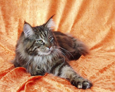 Maine Coon