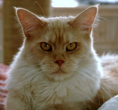 Maine Coon