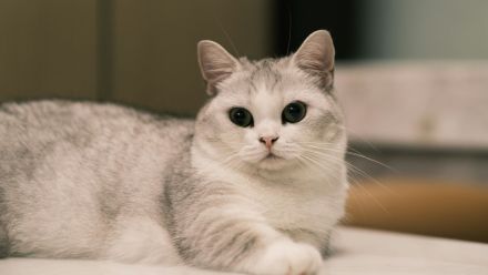 Munchkin Shorthair
