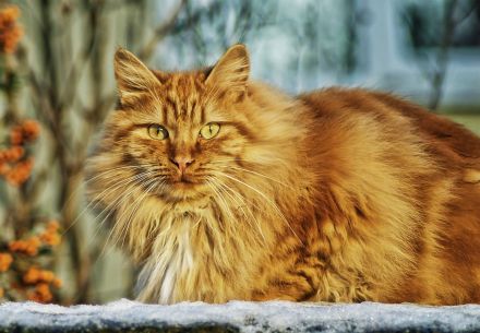 Norwegische Waldkatze